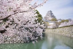 Hanami